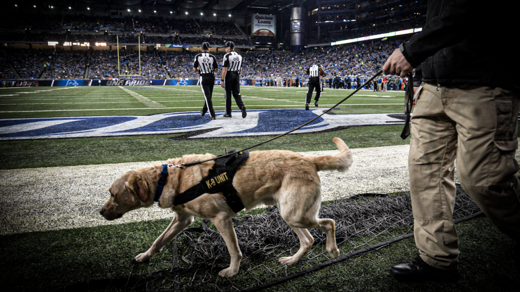 Get your dogs and cats ready to support the Detroit Lions with