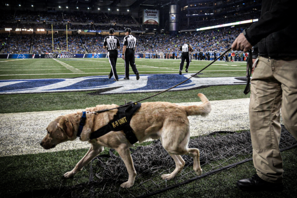 Detroit Lions Got That Dog In ‘Em, Unveil Pet Community for the Fans